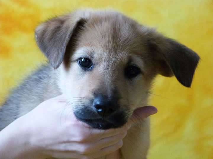 chinook puppy